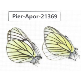 Aporia bieti transiens. China, Yunnan, Xiangerila, Mt.Baimaxueshan. 2M. Pier-Apor-21369.