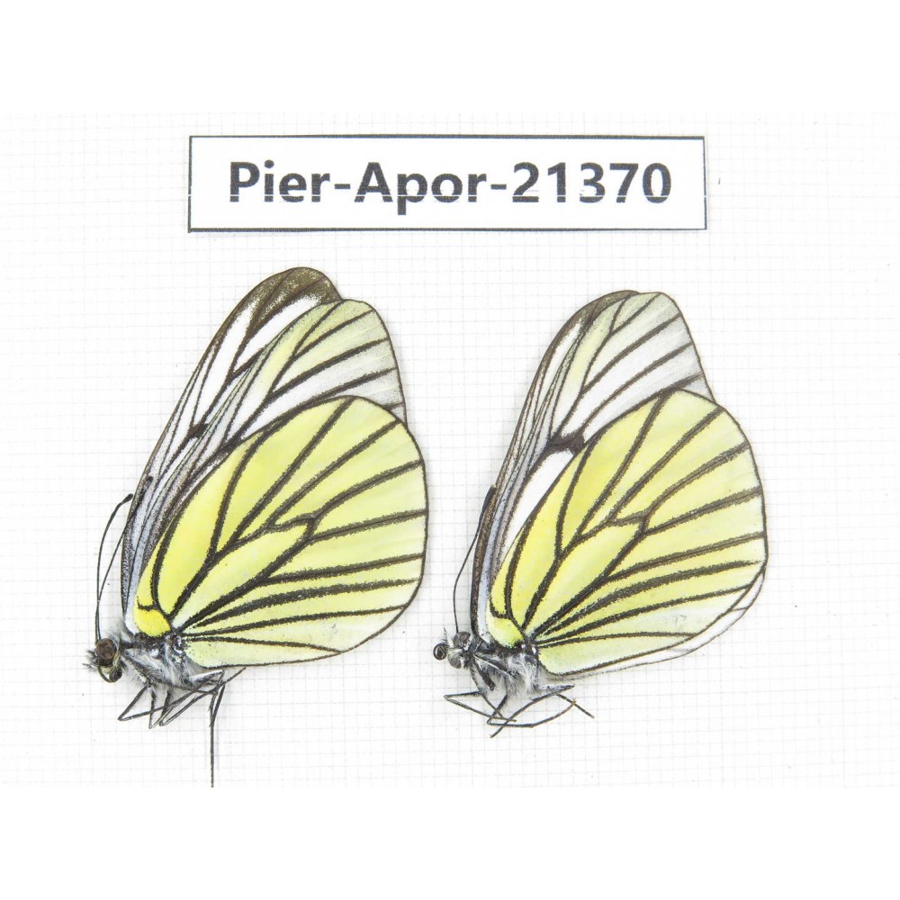 Aporia bieti transiens. China, Yunnan, Xiangerila, Mt.Baimaxueshan. 2M. Pier-Apor-21370.