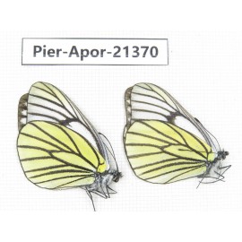 Aporia bieti transiens. China, Yunnan, Xiangerila, Mt.Baimaxueshan. 2M. Pier-Apor-21370.