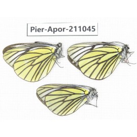 Aporia bieti gregoryi. China, Yunnan, Xiangerila, S of Weixi county. 2M1F. Pier-Apor-211045.