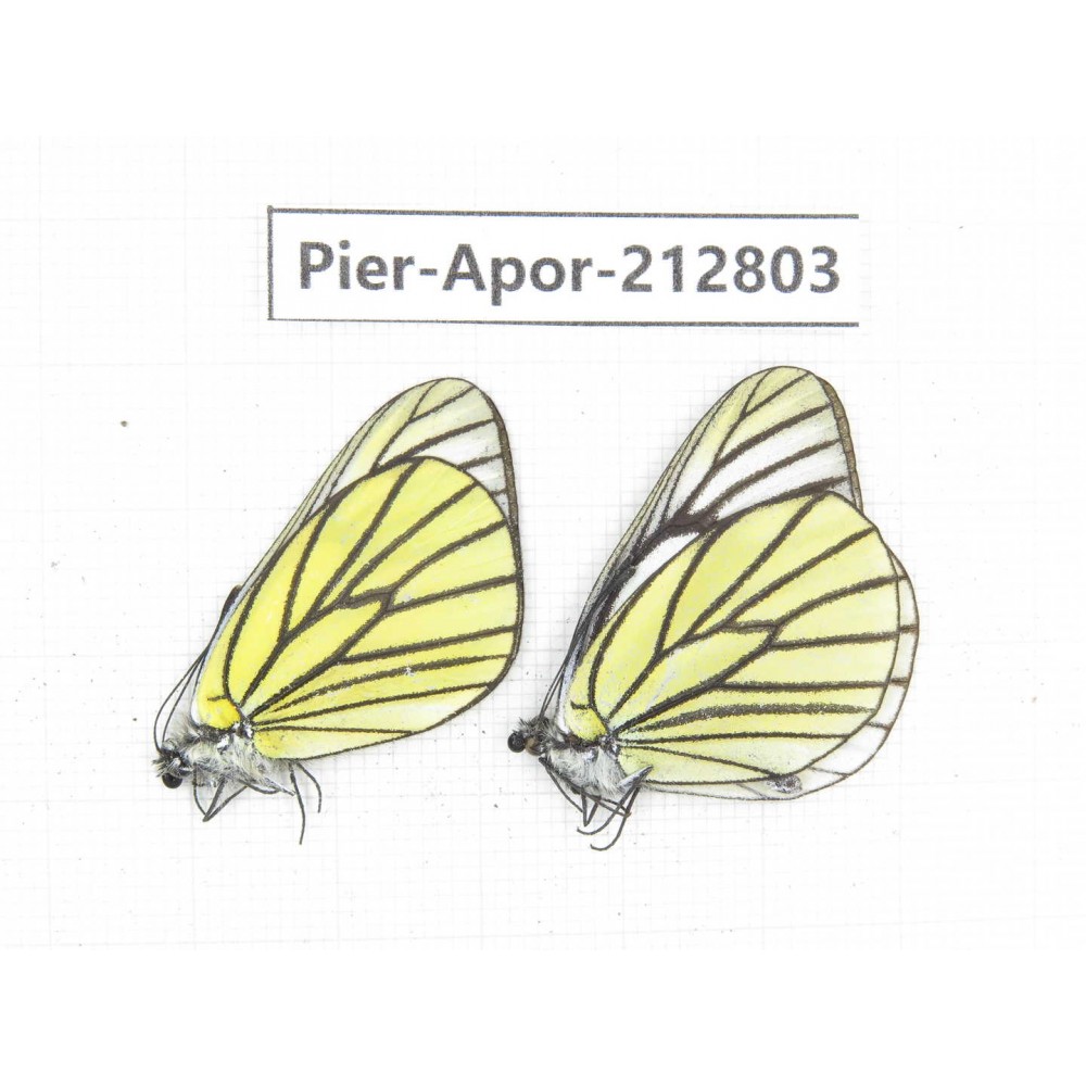 Aporia bieti gregoryi. China, Yunnan, Xiangerila, Weixi county, N of Mt.Yunling. 2M. Pier-Apor-212803.