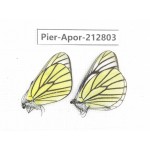 Aporia bieti gregoryi. China, Yunnan, Xiangerila, Weixi county, N of Mt.Yunling. 2M. Pier-Apor-212803.