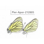 Aporia bieti gregoryi. China, Yunnan, Xiangerila, Weixi county, N of Mt.Yunling. 2M. Pier-Apor-212805.