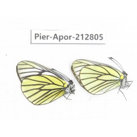 Aporia bieti gregoryi. China, Yunnan, Xiangerila, Weixi county, N of Mt.Yunling. 2M. Pier-Apor-212805.