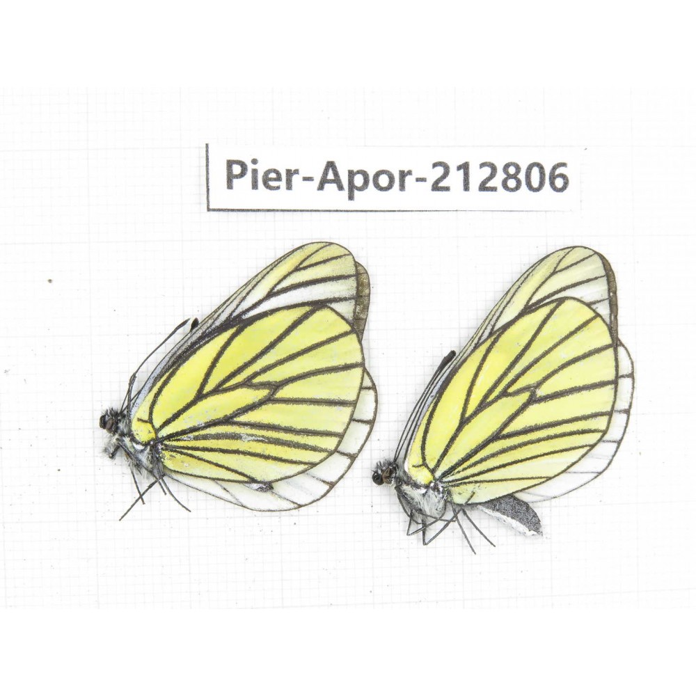 Aporia bieti gregoryi. China, Yunnan, Xiangerila, Weixi county, N of Mt.Yunling. 2M. Pier-Apor-212806.