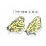 Aporia bieti gregoryi. China, Yunnan, Xiangerila, Weixi county, N of Mt.Yunling. 2M. Pier-Apor-212806.