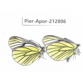 Aporia bieti gregoryi. China, Yunnan, Xiangerila, Weixi county, N of Mt.Yunling. 2M. Pier-Apor-212806.