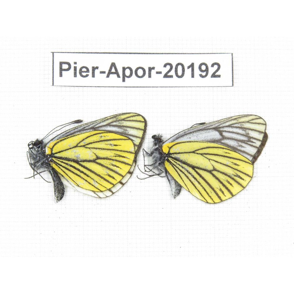 Aporia chunhaoi. China, Yunnan, Lijiang, N of Mt. Yunling. 2M. Pier-Apor-20192.