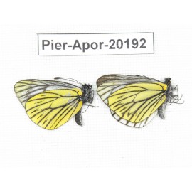 Aporia chunhaoi. China, Yunnan, Lijiang, N of Mt. Yunling. 2M. Pier-Apor-20192.
