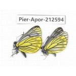 Aporia chunhaoi. China, Yunnan, Xiangerila, Weixi county, N of Mt.Yunling. 2M. Pier-Apor-212594.