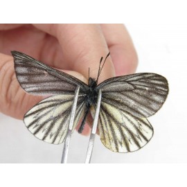 Aporia chunhaoi. China, Yunnan, Xiangerila, Weixi county, N of Mt.Yunling. 2M. Pier-Apor-212594.