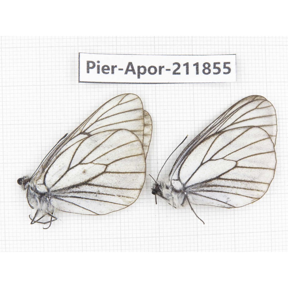 Aporia crataegi atomosa. China, Heilongjiang, Haerbin, Tonghe county. 2M. Pier-Apor-211855.