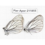 Aporia crataegi atomosa. China, Heilongjiang, Haerbin, Tonghe county. 2M. Pier-Apor-211855.