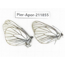 Aporia crataegi atomosa. China, Heilongjiang, Haerbin, Tonghe county. 2M. Pier-Apor-211855.