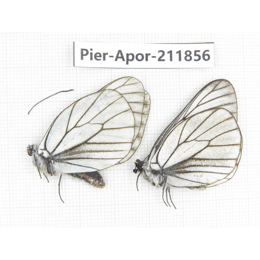 Aporia crataegi atomosa. China, Heilongjiang, Haerbin, Tonghe county. 2M. Pier-Apor-211856.