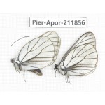 Aporia crataegi atomosa. China, Heilongjiang, Haerbin, Tonghe county. 2M. Pier-Apor-211856.