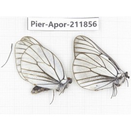 Aporia crataegi atomosa. China, Heilongjiang, Haerbin, Tonghe county. 2M. Pier-Apor-211856.