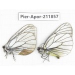 Aporia crataegi atomosa. China, Heilongjiang, Haerbin, Tonghe county. 2M. Pier-Apor-211857.