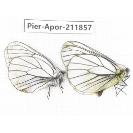 Aporia crataegi atomosa. China, Heilongjiang, Haerbin, Tonghe county. 2M. Pier-Apor-211857.