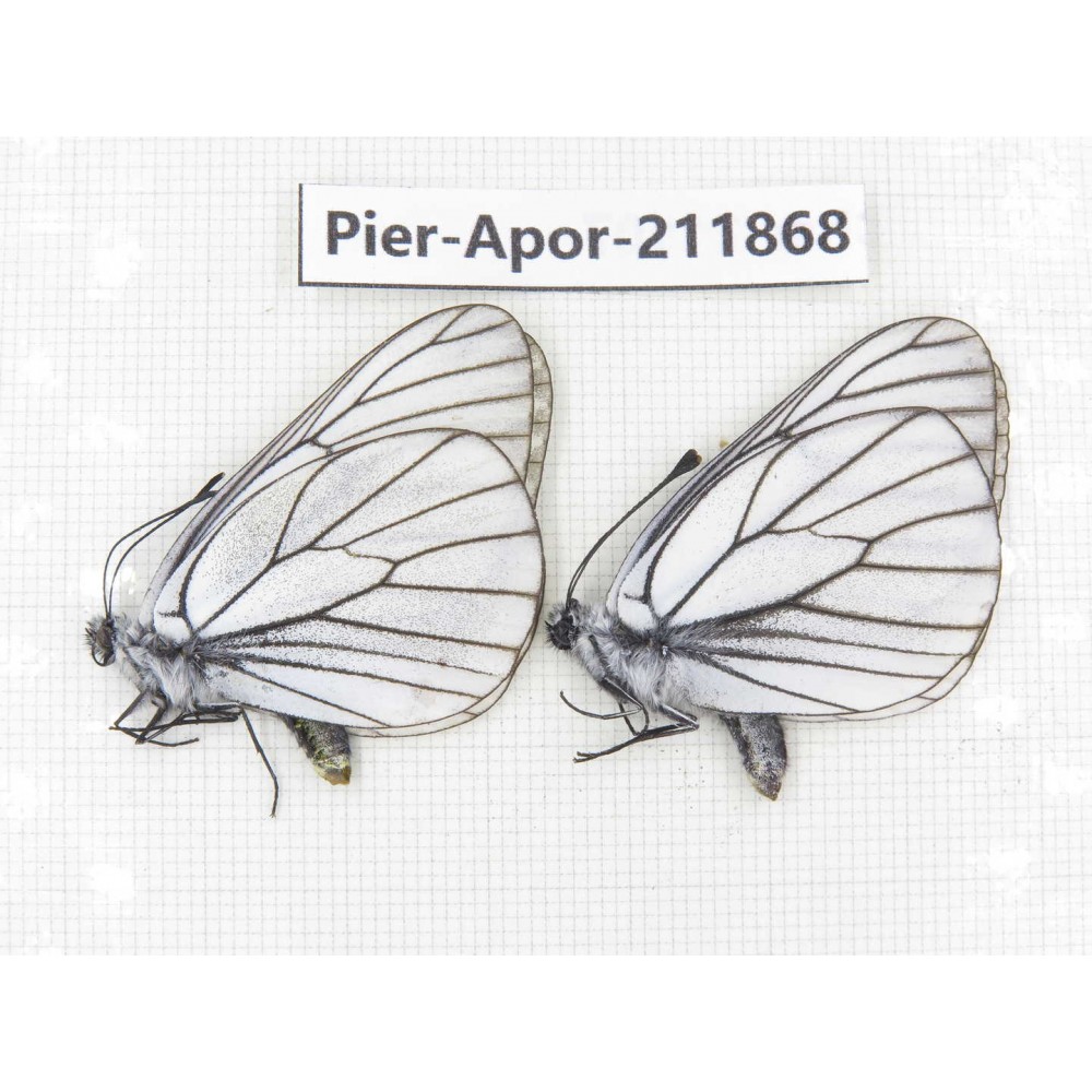 Aporia crataegi atomosa. China, Heilongjiang, Mudanjiang. 2M. Pier-Apor-211868.