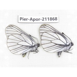 Aporia crataegi atomosa. China, Heilongjiang, Mudanjiang. 2M. Pier-Apor-211868.