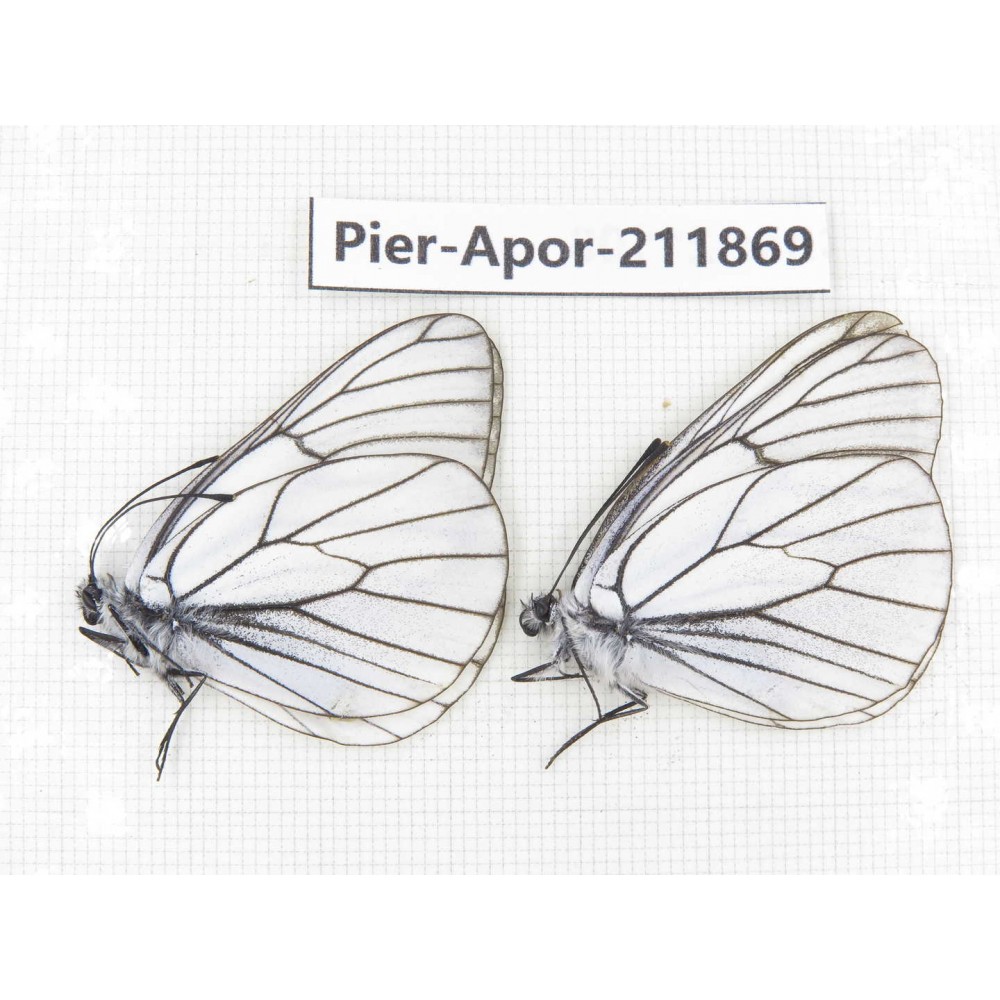 Aporia crataegi atomosa. China, Heilongjiang, Mudanjiang. 2M. Pier-Apor-211869.