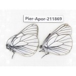Aporia crataegi atomosa. China, Heilongjiang, Mudanjiang. 2M. Pier-Apor-211869.