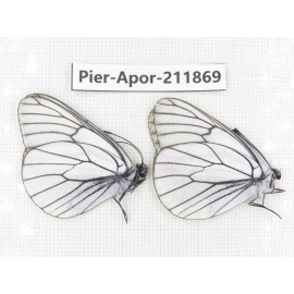 Aporia crataegi atomosa. China, Heilongjiang, Mudanjiang. 2M. Pier-Apor-211869.