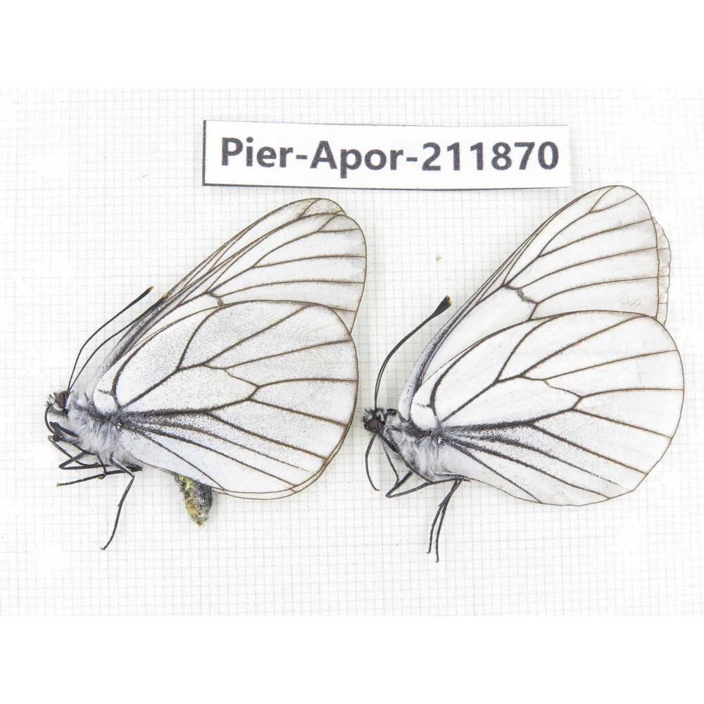 Aporia crataegi atomosa. China, Heilongjiang, Mudanjiang. 2M. Pier-Apor-211870.