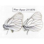 Aporia crataegi atomosa. China, Heilongjiang, Mudanjiang. 2M. Pier-Apor-211870.