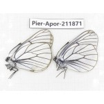 Aporia crataegi atomosa. China, Heilongjiang, Mudanjiang. 2M. Pier-Apor-211871.
