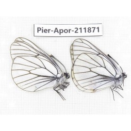 Aporia crataegi atomosa. China, Heilongjiang, Mudanjiang. 2M. Pier-Apor-211871.