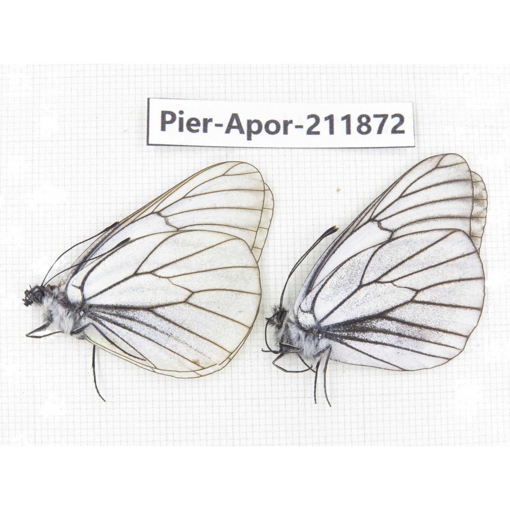 Aporia crataegi atomosa. China, Heilongjiang, Mudanjiang. 2M. Pier-Apor-211872.