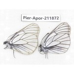 Aporia crataegi atomosa. China, Heilongjiang, Mudanjiang. 2M. Pier-Apor-211872.