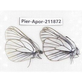 Aporia crataegi atomosa. China, Heilongjiang, Mudanjiang. 2M. Pier-Apor-211872.