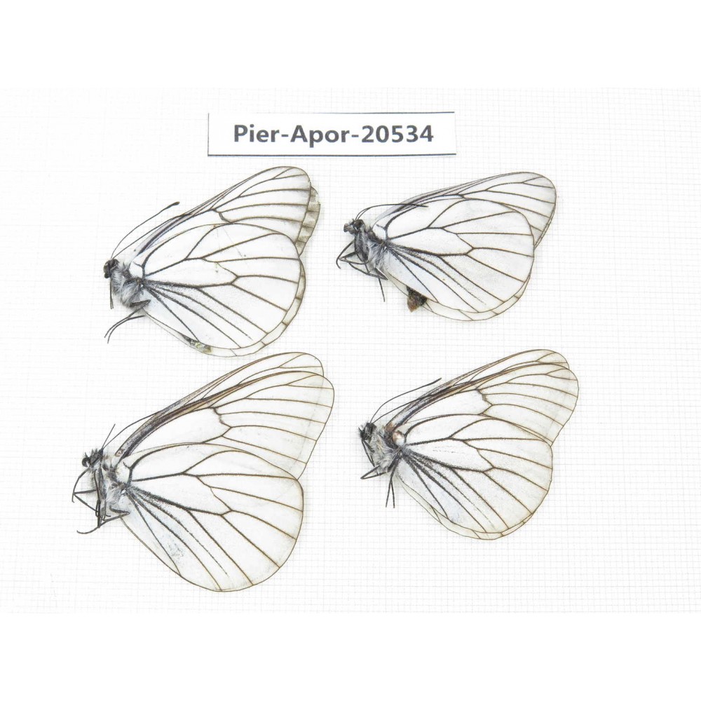 Aporia crataegi atomosa. China, Heilongjiang, Mudanjiang. 4M. Pier-Apor-20534.