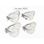 Aporia crataegi atomosa. China, Heilongjiang, Mudanjiang. 4M. Pier-Apor-20534.