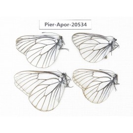 Aporia crataegi atomosa. China, Heilongjiang, Mudanjiang. 4M. Pier-Apor-20534.