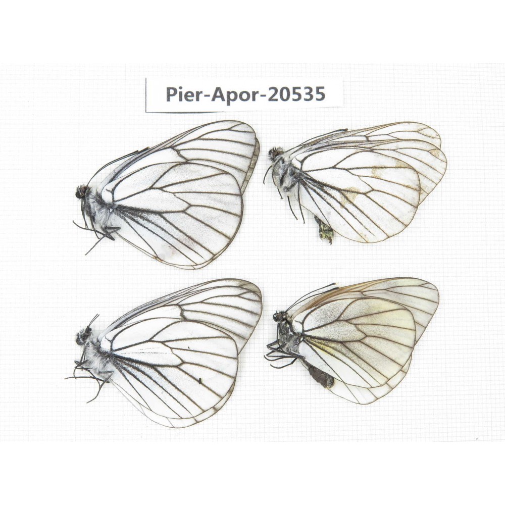 Aporia crataegi atomosa. China, Heilongjiang, Mudanjiang. 4M. Pier-Apor-20535.