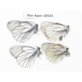 Aporia crataegi atomosa. China, Heilongjiang, Mudanjiang. 4M. Pier-Apor-20535.