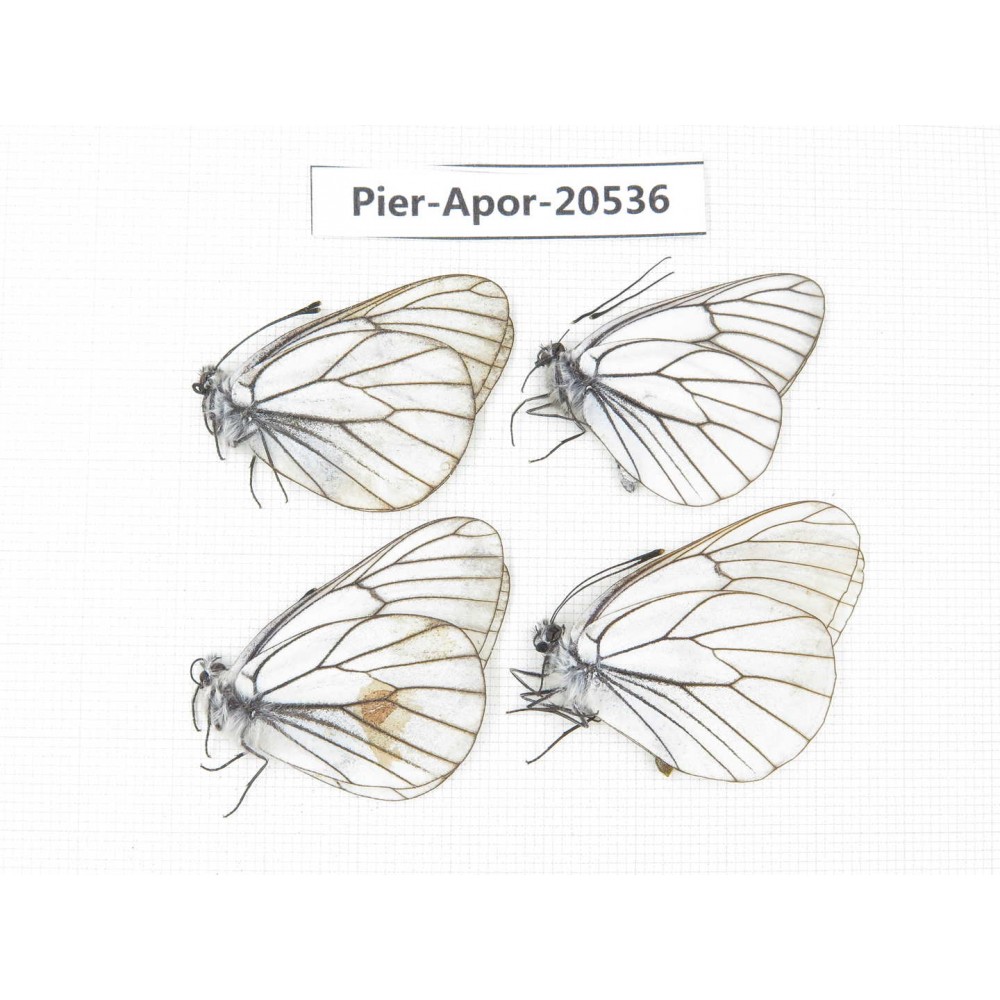 Aporia crataegi atomosa. China, Heilongjiang, Mudanjiang. 4M. Pier-Apor-20536.