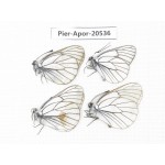 Aporia crataegi atomosa. China, Heilongjiang, Mudanjiang. 4M. Pier-Apor-20536.