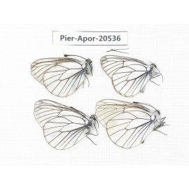 Aporia crataegi atomosa. China, Heilongjiang, Mudanjiang. 4M. Pier-Apor-20536.