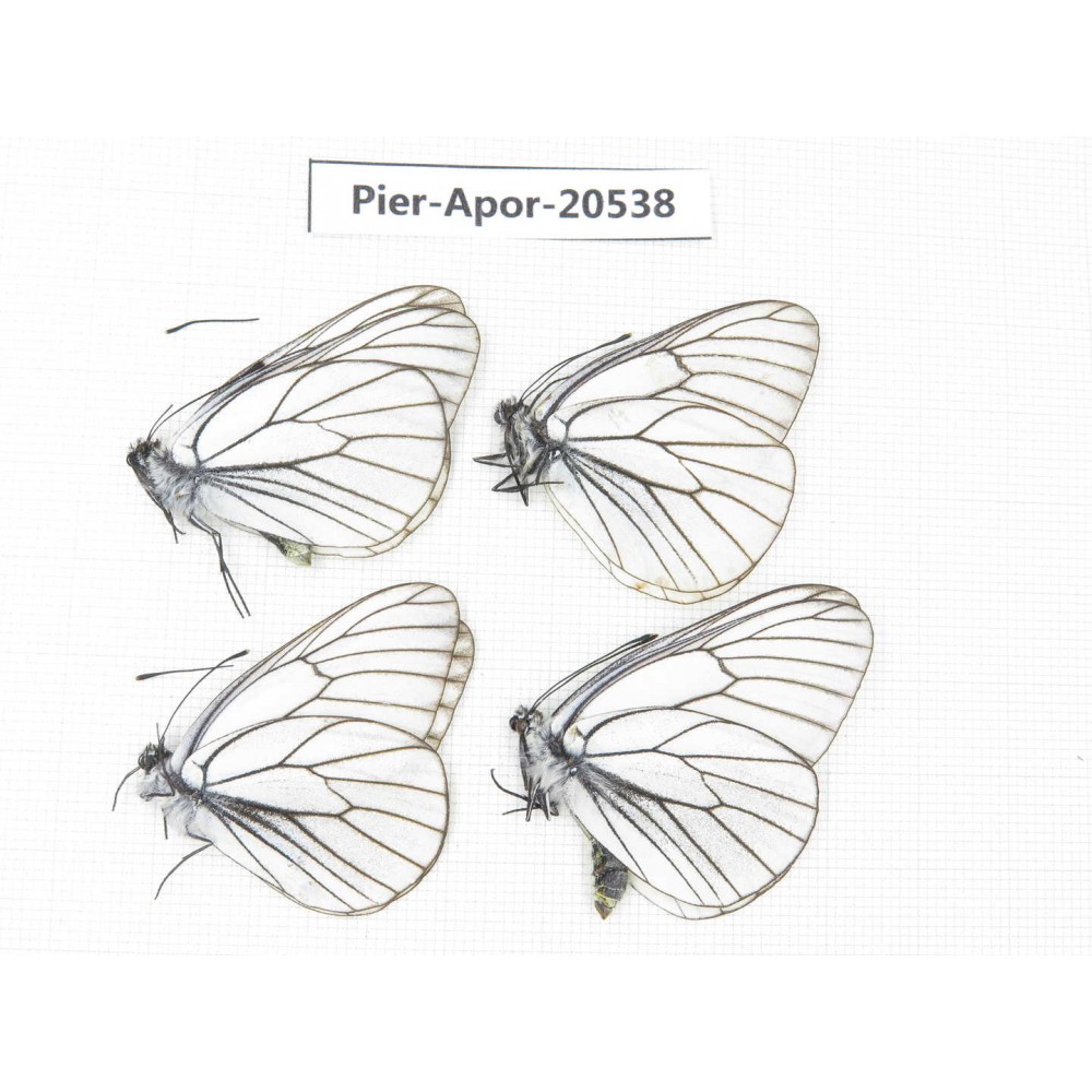 Aporia crataegi atomosa. China, Heilongjiang, Mudanjiang. 4M. Pier-Apor-20538.