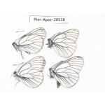 Aporia crataegi atomosa. China, Heilongjiang, Mudanjiang. 4M. Pier-Apor-20538.