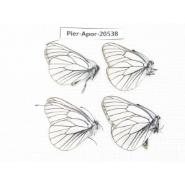 Aporia crataegi atomosa. China, Heilongjiang, Mudanjiang. 4M. Pier-Apor-20538.