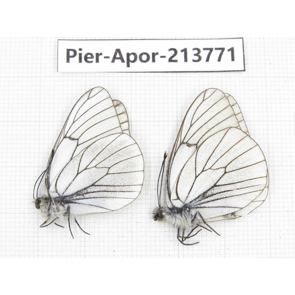 Aporia crataegi atomosa. China, Sichuan, Ganzi, Daofu county. 2M. Pier-Apor-213771.