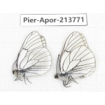 Aporia crataegi atomosa. China, Sichuan, Ganzi, Daofu county. 2M. Pier-Apor-213771.