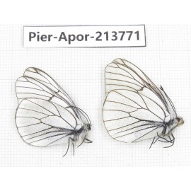 Aporia crataegi atomosa. China, Sichuan, Ganzi, Daofu county. 2M. Pier-Apor-213771.