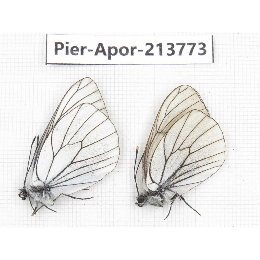 Aporia crataegi atomosa. China, Sichuan, Ganzi, Daofu county. 1P. Pier-Apor-213773.